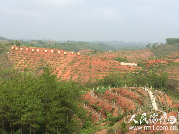 兴国县杰村乡含田村万亩油茶