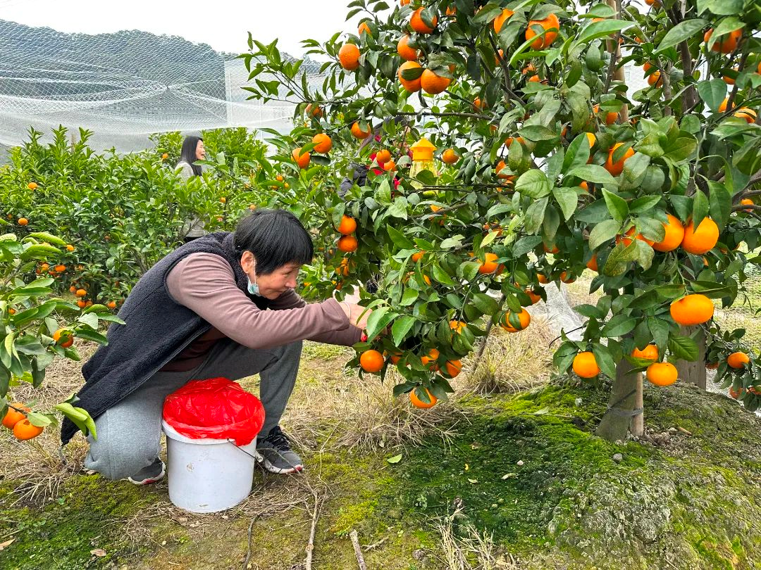 黄了枝头、甜上心头！长乐这里的沃柑熟啦→