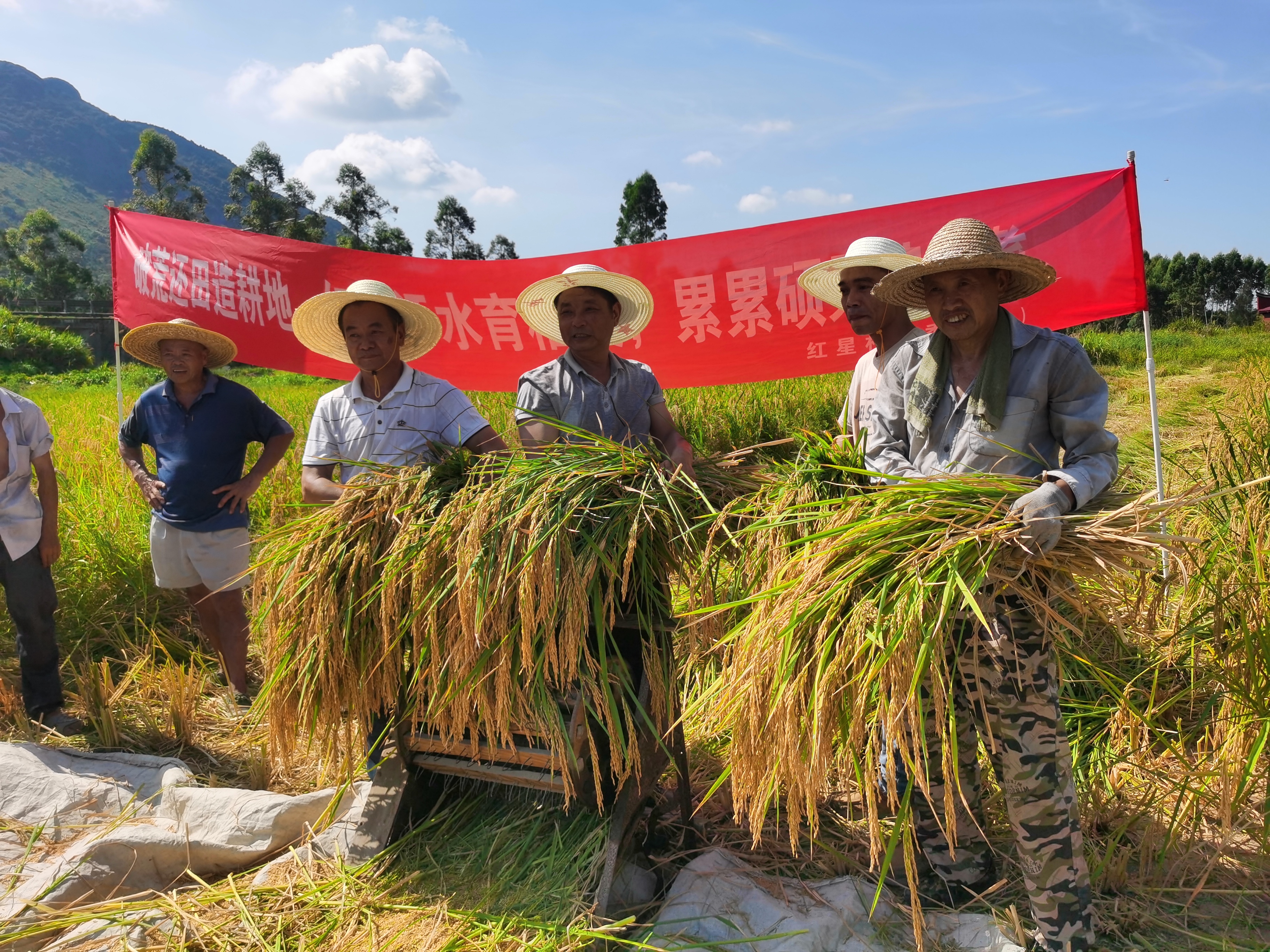 镜洋镇盘活土地资源：荒地变良田 水稻迎丰收