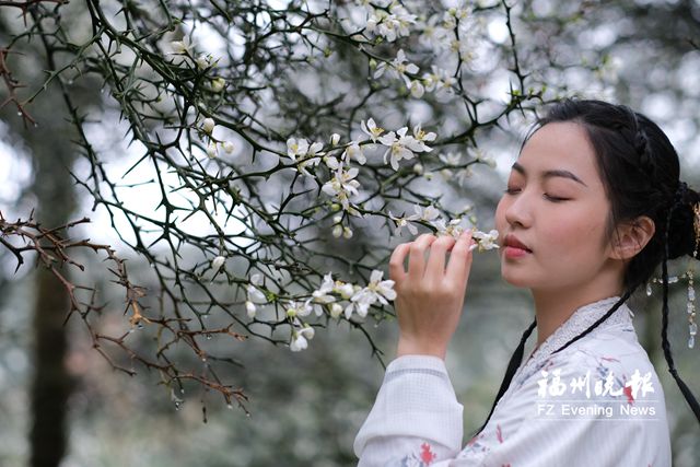 春日“雪景”叹为观“枳” 闽侯盘岭村1200多亩枳壳树开花