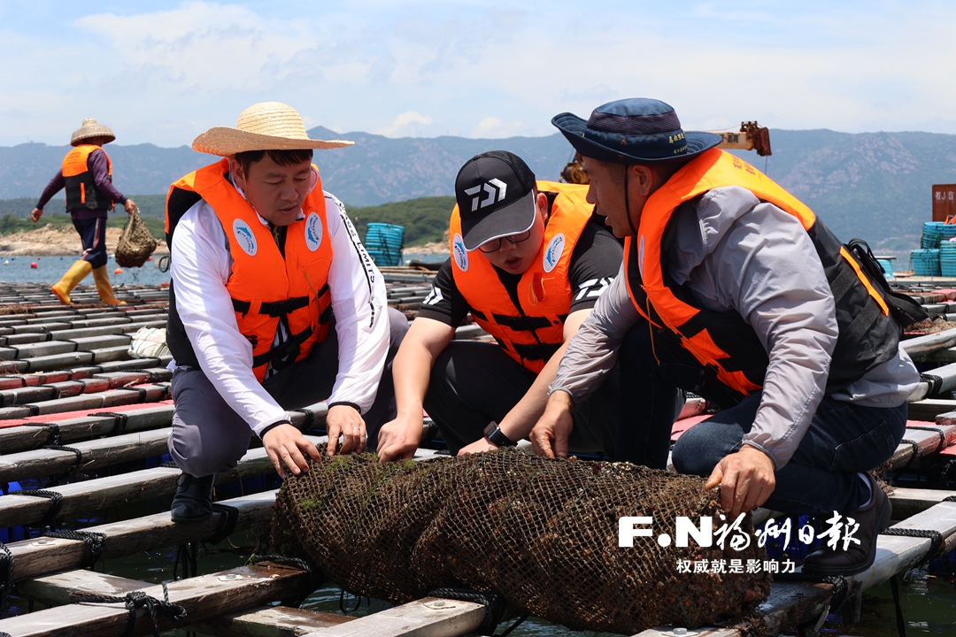 福建首次在连江试养成功扇贝良种“蓬莱红3号”