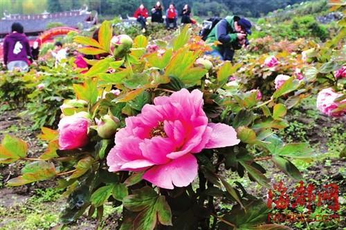 闽侯大湖雪峰寺万株牡丹怒放 一片姹紫嫣红