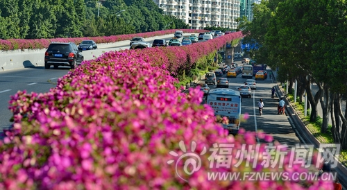 三角梅扮靓福州城市景观　兄弟城市争相学习取经