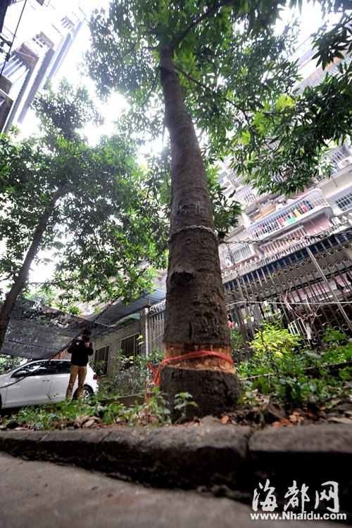 福州街头大树频遭剥皮　多由侵占绿地建车位引起