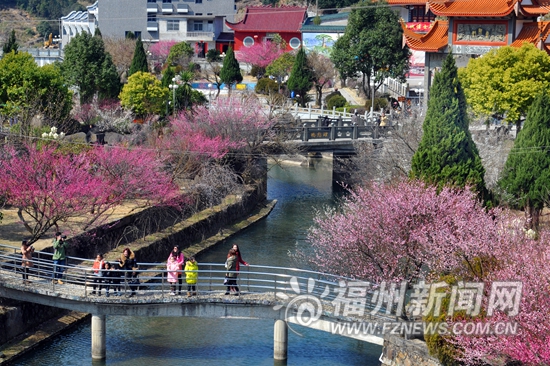 连江梅洋3万株梅花争奇斗艳 当地举办梅花节持续到下月