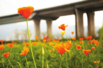 福州花海公园迎花菱草大规模盛放　吸引不少游客