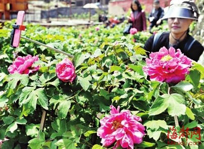 雪峰寺数千株牡丹花怒放　五一前后还会绽放更多