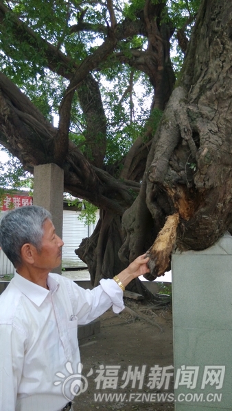 上街蔗洲村“同根生”古榕腐朽　传已有三四百岁