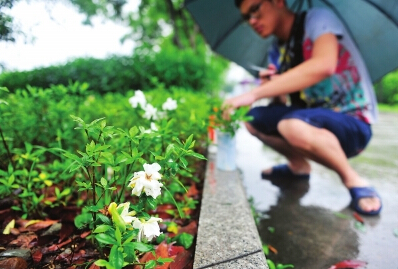 榕城路边栀子花开少人识　勾起市民童年美好记忆