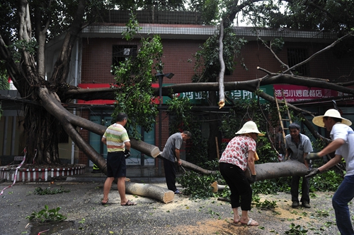 福州晋安区长河路：榕树腰折压马路