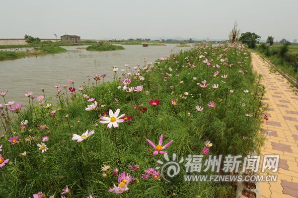 水禽栖息地调节区一期完工　快到闽江口赏花观鸟