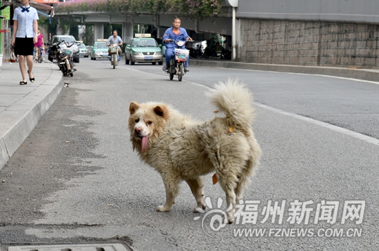 福州城市养犬管理条例草案一审　拟每户限养一只