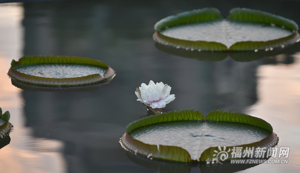 茶亭公园王莲花开　花瓣会变色、只有3天花期