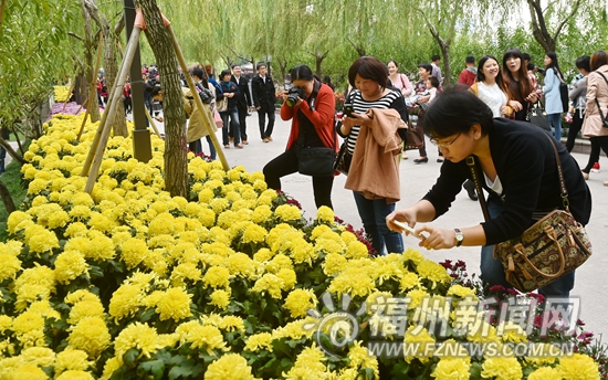 西湖菊展昨迎客近7万人次 将视客流采取单向限行