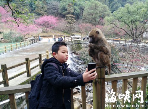 福州森林公园“猴小妹”下山　从不拒绝游客合影