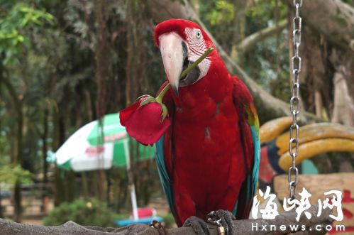 情人节森林公园“鸟夫妇”秀恩爱　开始搭窝生蛋