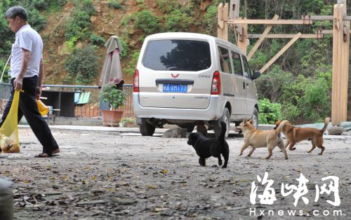 9岁男童给流浪狗喂食　小腿被5条狗咬得鲜血直流