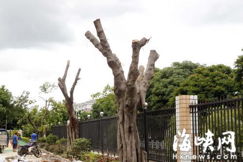 沿河岸边多棵大树被截得面目全非，和对面郁郁葱葱的大树冠形成鲜明对比