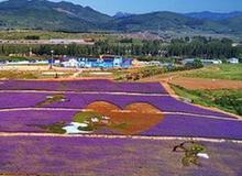 （美丽中国）（1）河北秦皇岛：花海绘就艺术景观