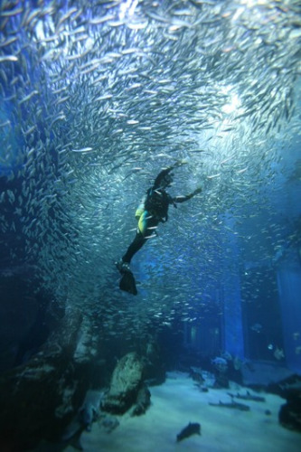 水族馆现罕见场景上万沙丁鱼上演银色漩涡（图）