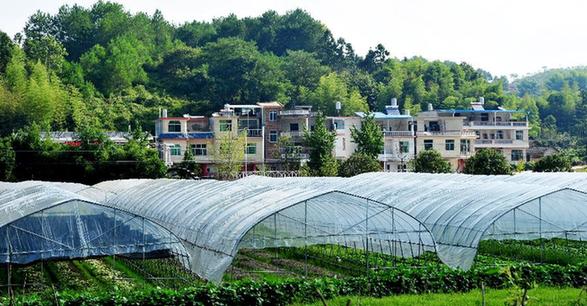 （走基层 听民声）（4）福建长汀：昔日秃坡地 今日花果山