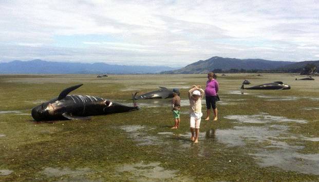 鲸鱼搁浅新西兰海滩 逾百条死亡