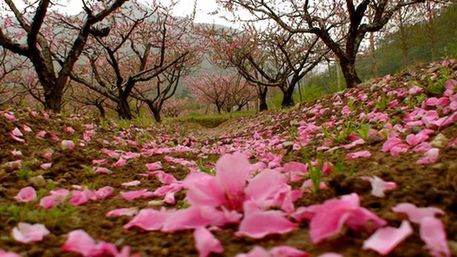 官溪桃花节-1-台州19楼.jpg