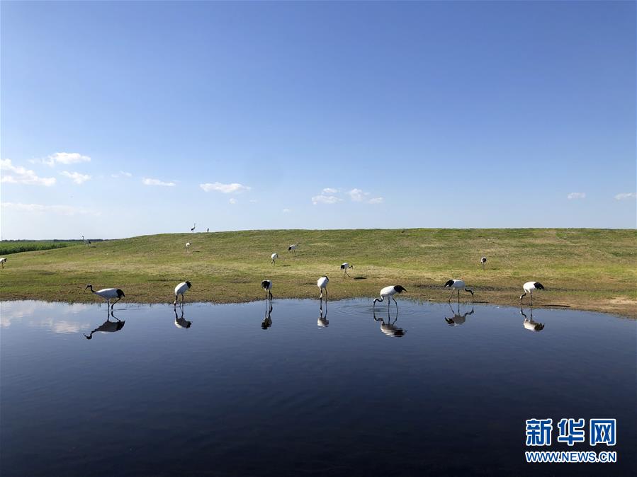 （在习近平新时代中国特色社会主义思想指引下——新时代新作为新篇章·图文互动）（1）从“人鸟争食” 到“人鹤和谐”——湿地生态保护的“扎龙探索”