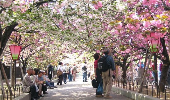 日本大阪造币局樱花绽放吸引大批游客参观欣赏