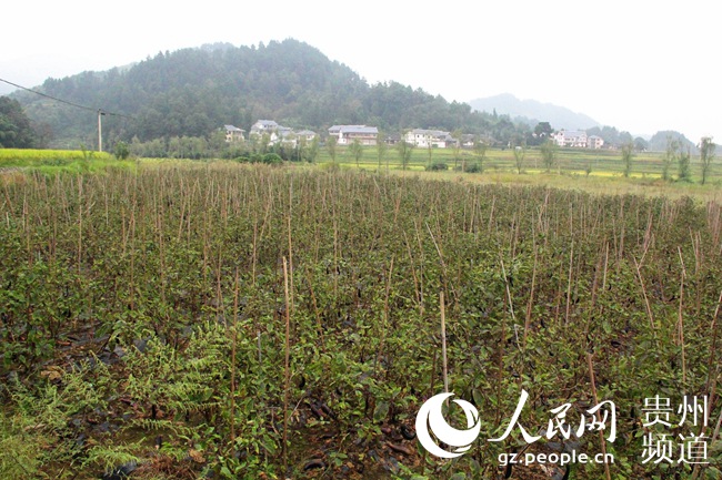 图为花茂村的蔬菜种植基地。王钦摄