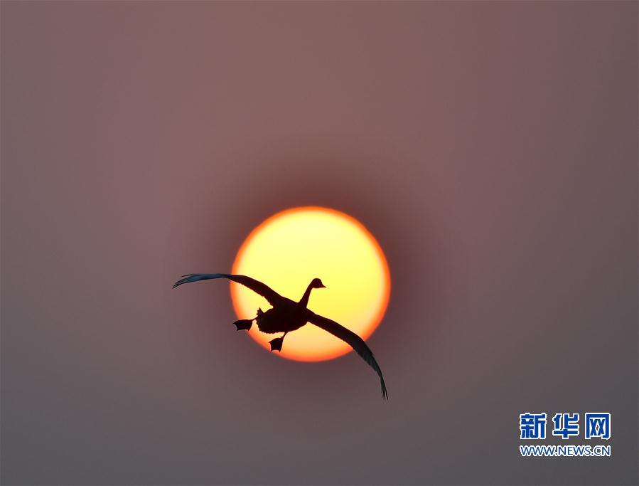 （环境）（4）夕阳渡飞鸟