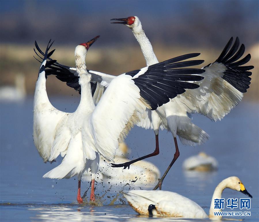 （环境）（2）鹤舞鄱阳湖