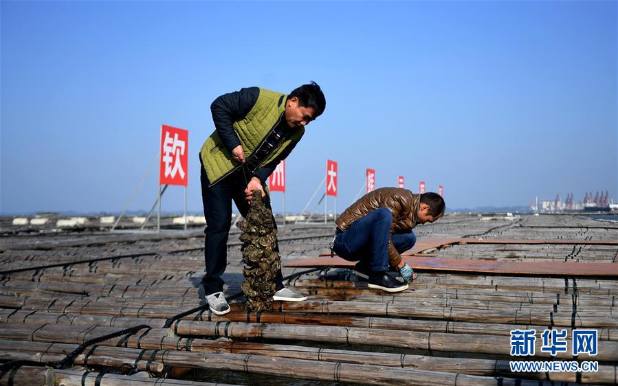 （经济）（4）广西钦州：养殖大蚝 助农增收