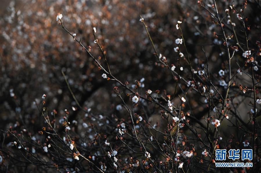 （美丽中国）（5）浙江湖州：千亩梅园“香雪海”