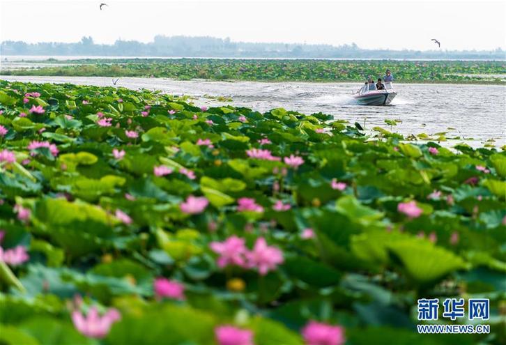 （美丽中国）（3）看今日洪湖：鸥鸟翔集 万荷飘香