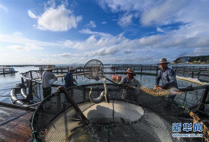 （美丽中国）（5）东海“海上牧场”迎丰收