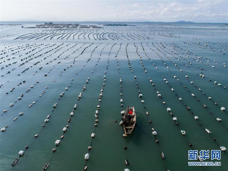 （美丽中国）（8）东海“海上牧场”迎丰收