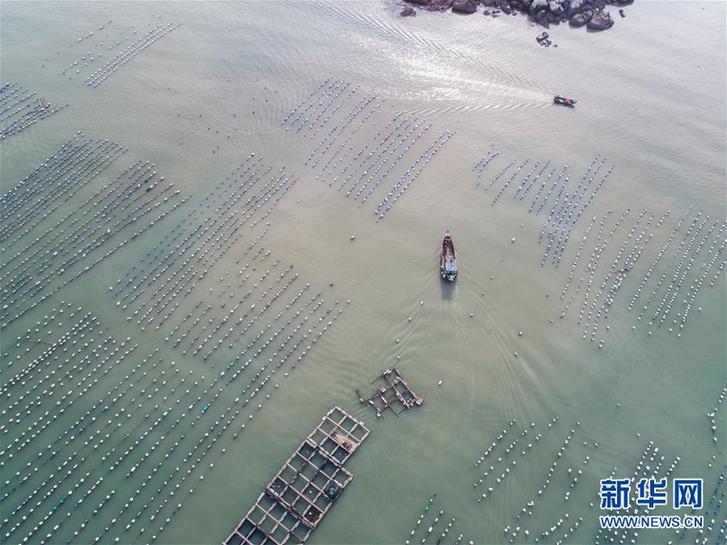 （美丽中国）（12）东海“海上牧场”迎丰收