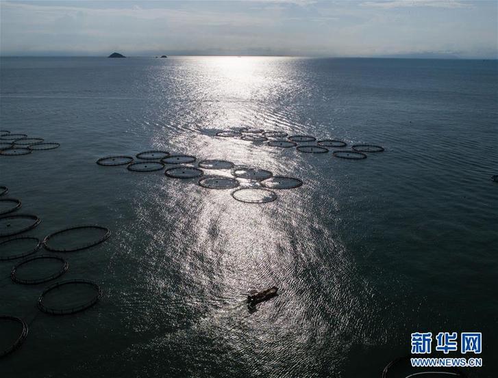 （美丽中国）（13）东海“海上牧场”迎丰收