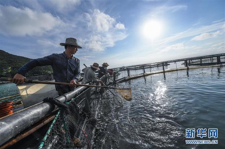 （美丽中国）（10）东海“海上牧场”迎丰收