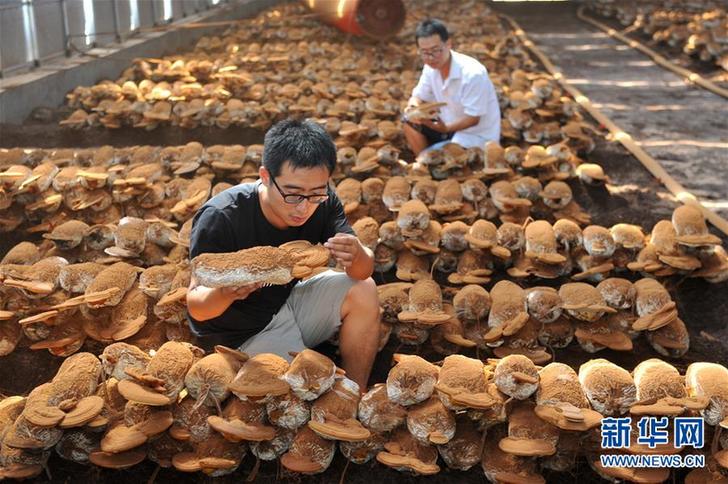 （社会）（1）返乡创业路上的“灵芝兄弟”