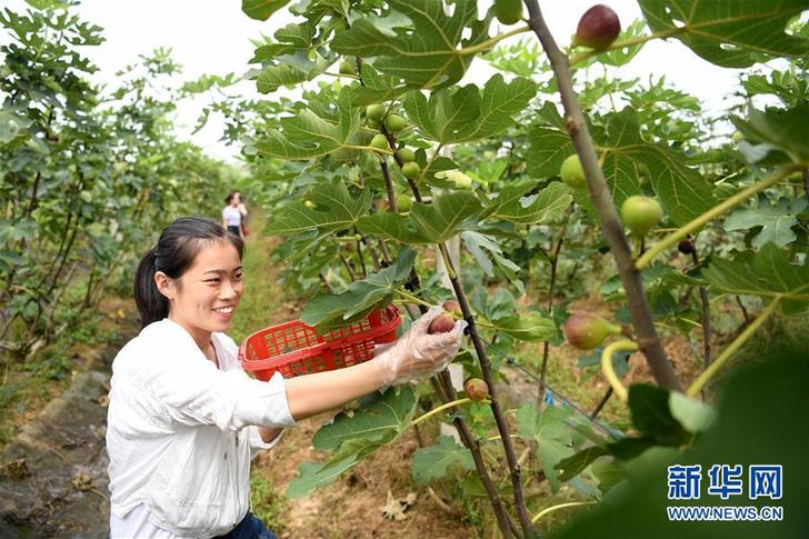 （经济）（2）安徽：特色种植富农家