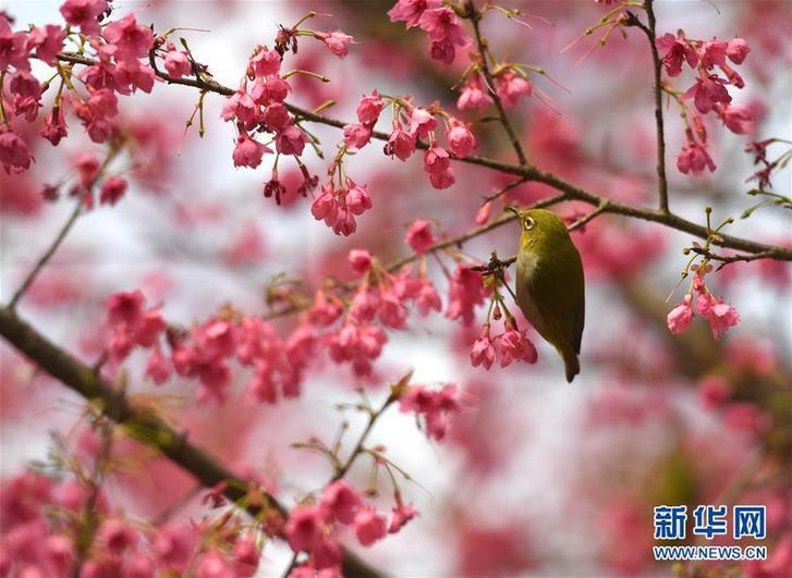 （新华全媒头条·图文互动）（辉煌60年·壮美新广西）（4）生态优势金不换——一幅铺满壮乡大地的生态画卷