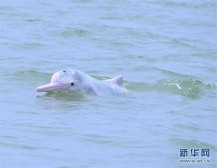 （新华全媒头条·图文互动）（辉煌60年·壮美新广西）（5）生态优势金不换——一幅铺满壮乡大地的生态画卷