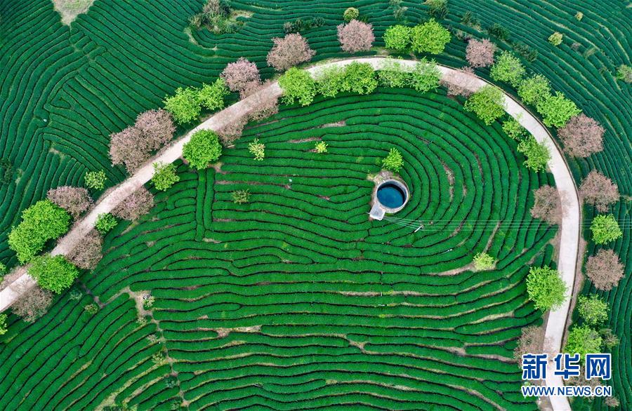 （社会）（1）福建漳平：打造“花样”产业