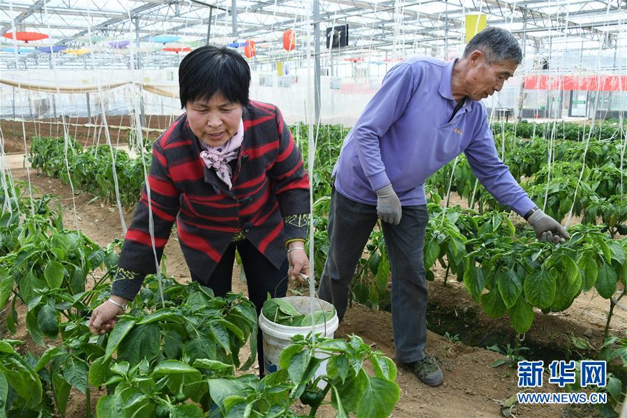 （社会）（2）山东莱西：足不出村双增收