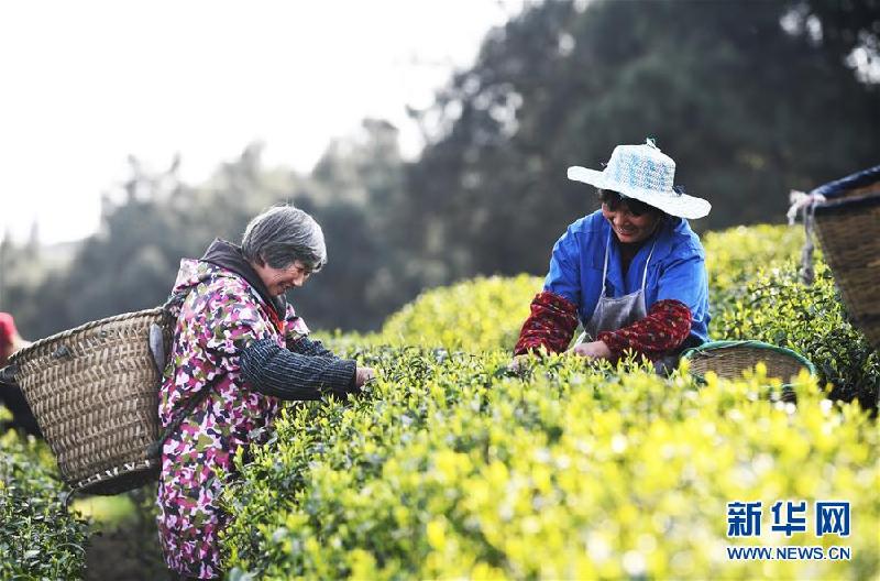 （社会）（1）春茶采摘正当时