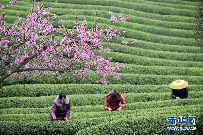 （社会）（3）贵州余庆：抢采“明前茶”