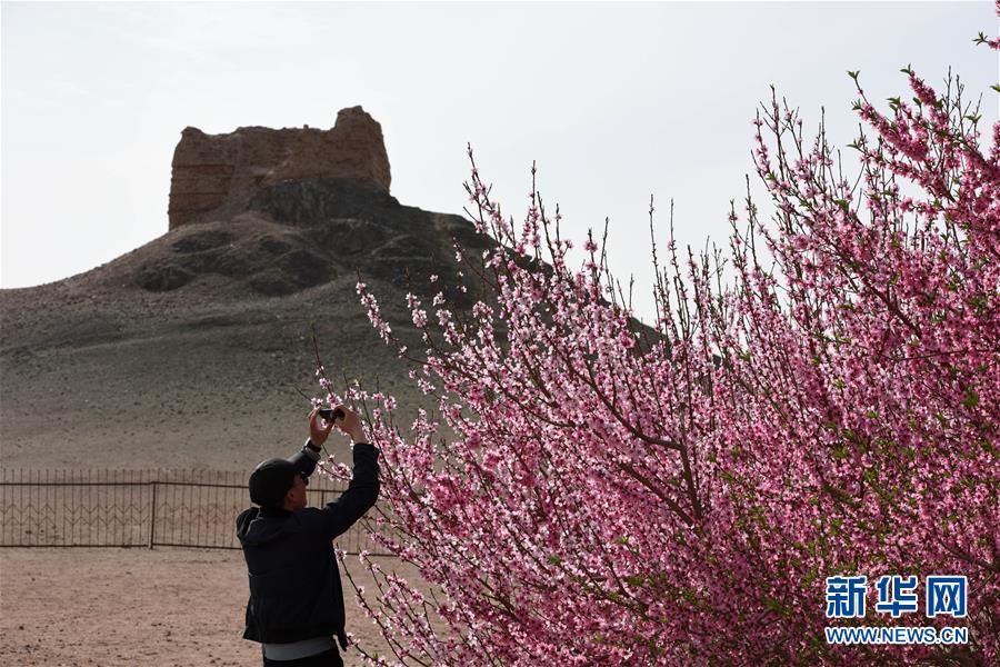 （环境）（3）阳关古道桃花艳