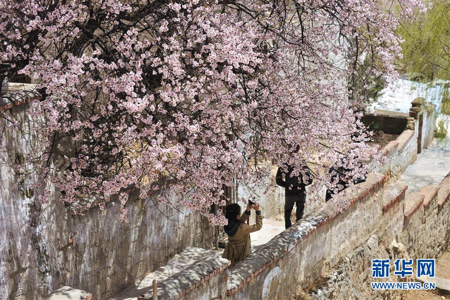 （美丽中国）（1）拉萨: 山寺桃花始盛开